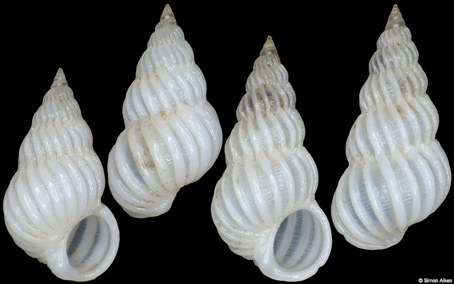 Epitonium connexum (G. B. Sowerby II, 1844)