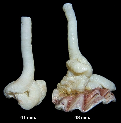 Petaloconchus erectus (Dall, 1888) - Erect Wormsnail