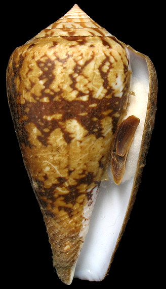 Conus ermineus Born, 1778