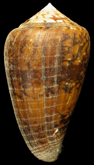 Conus ermineus Born, 1778