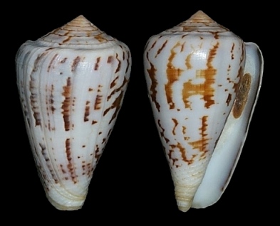 Conus ermineus Born, 1778