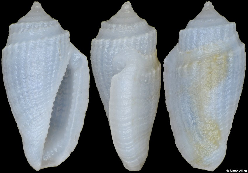 Eucithara souverbiei (Tryon, 1884)