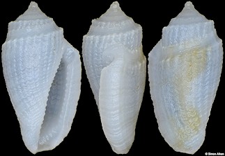 Eucithara souverbiei (Tryon, 1884)