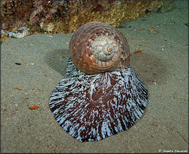 Tonna pennata (Mrch, 1852) Atlantic Partridge Tun In Situ