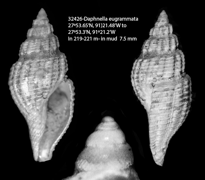 Daphnella eugrammata Dall, 1902