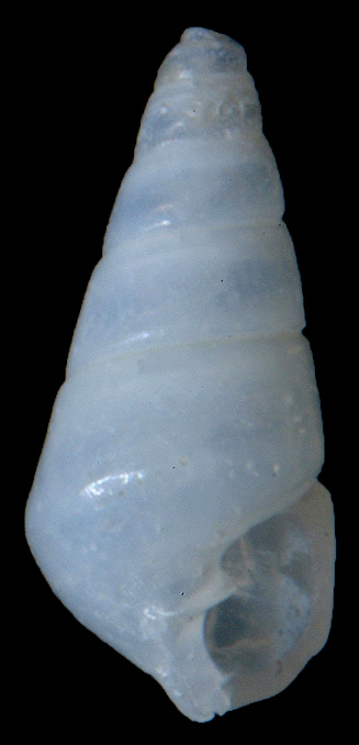 Eulimastoma canaliculatum (C. B. Adams, 1850) Channeled Odostome