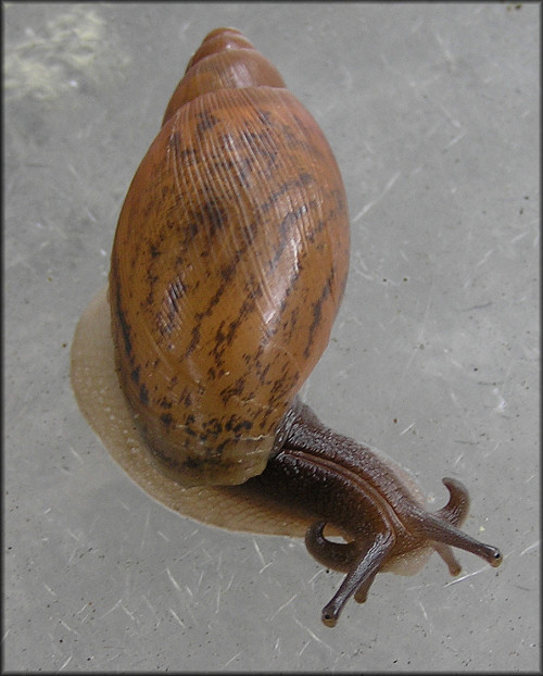 Euglandina rosea (Frussac, 1821) Juvenile