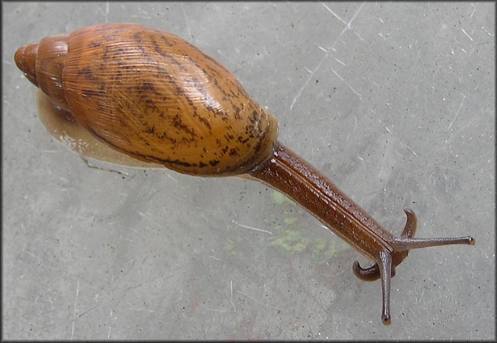 Euglandina rosea (Frussac, 1821) Juvenile