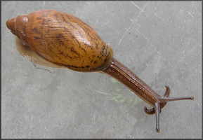 Euglandina rosea (Frussac, 1821) Juvenile