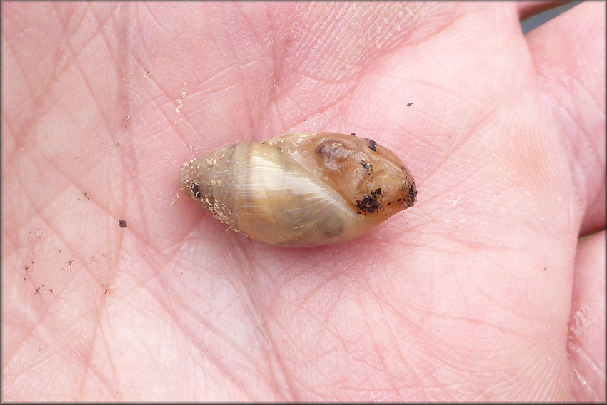 Euglandina rosea (Frussac, 1821) Juvenile