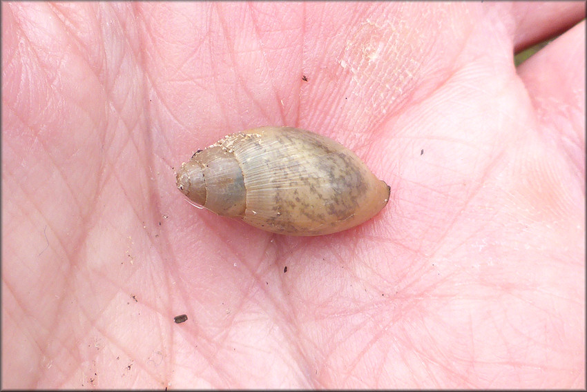 Euglandina rosea (Frussac, 1821) Juvenile