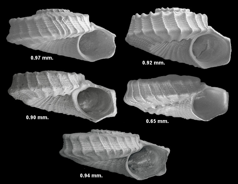 Cyclostremiscus euglyptus Aguayo and Borro, 1946