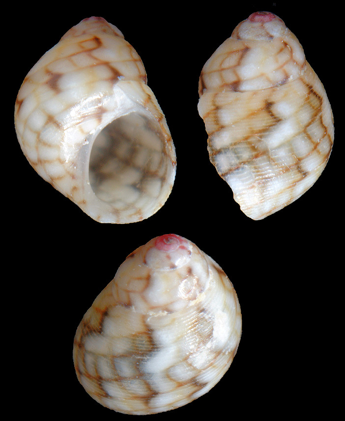 Eulithidium tessellatum (Potiez and Michaud, 1838)