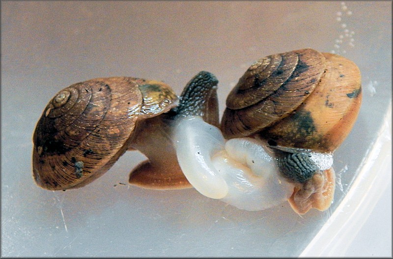 Ventridens eutropis Pilsbry, 1946 Carinate Dome Mating