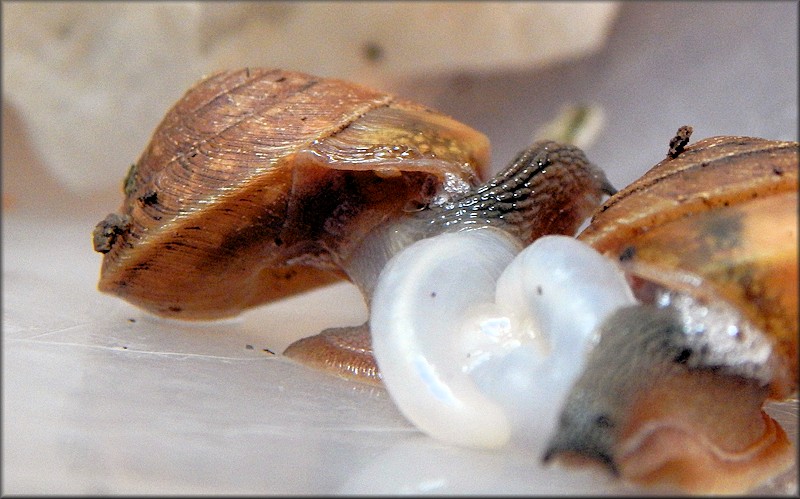 Ventridens eutropis Pilsbry, 1946 Carinate Dome Mating