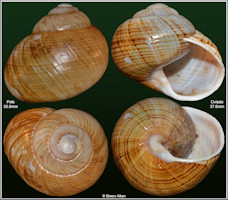 Eurycratera undulata (Frussac, 1821)