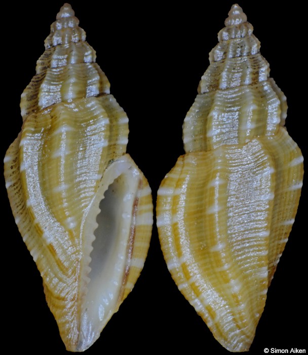 Eucithara species E