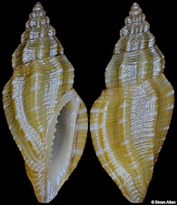 Eucithara species E