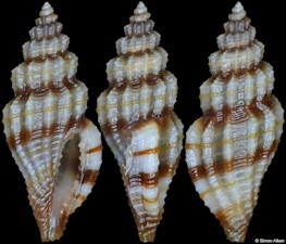 Eucithara vittata (Hinds, 1843)