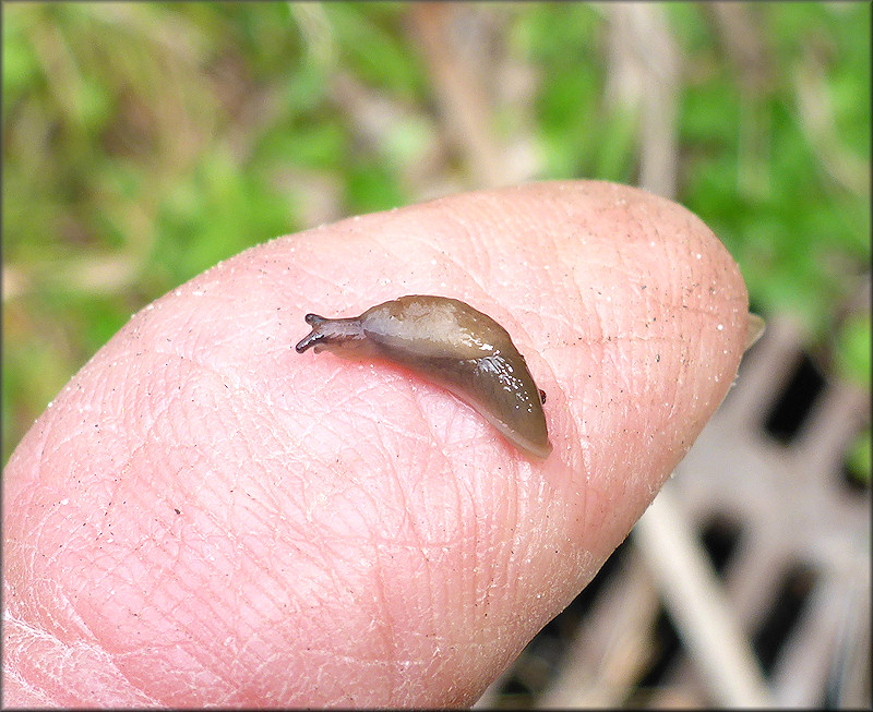 Deroceras laeve (Mller, 1774) Meadow Slug Juvenile