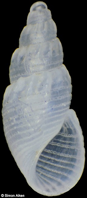 Odostomia (Evalina) tehuantepecana Hertlein and Strong, 1951