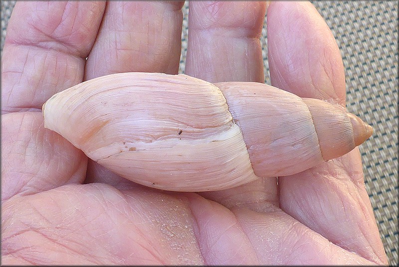 Euglandina rosea (Frussac, 1821) Damaged Shell