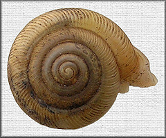 Daedalochila sp. aff. peninsulae (Pilsbry, 1940)