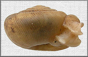 Daedalochila sp. aff. peninsulae (Pilsbry, 1940)