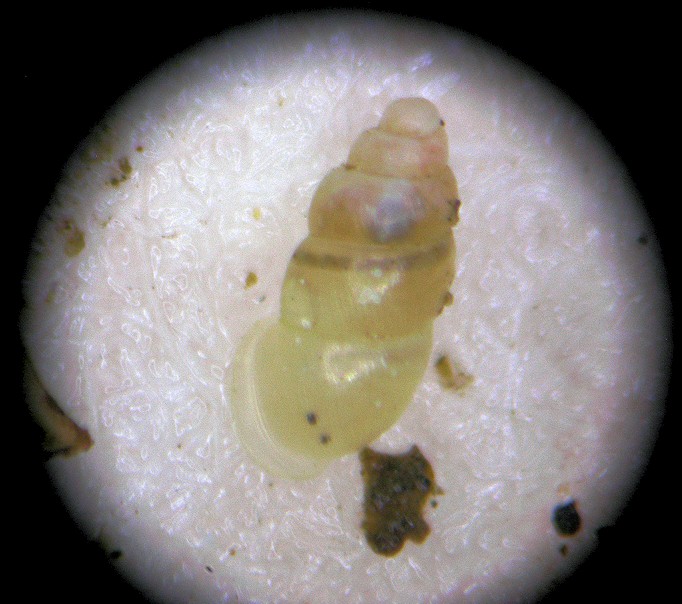 Carychium exiguum (Say, 1822) Obese Thorn (probable)