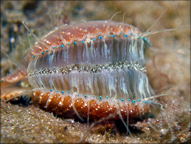 LAequipecten exasperatus (G. B. Sowerby II, 1842) Thistle Scallop