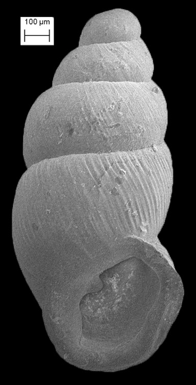 Carychium exiguum (Say, 1822) Obese Thorn