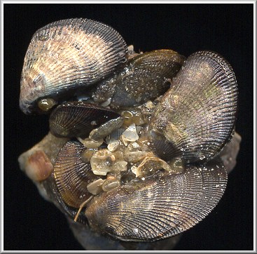 Brachidontes exustus (Linnaeus, 1758) Scorched Mussel