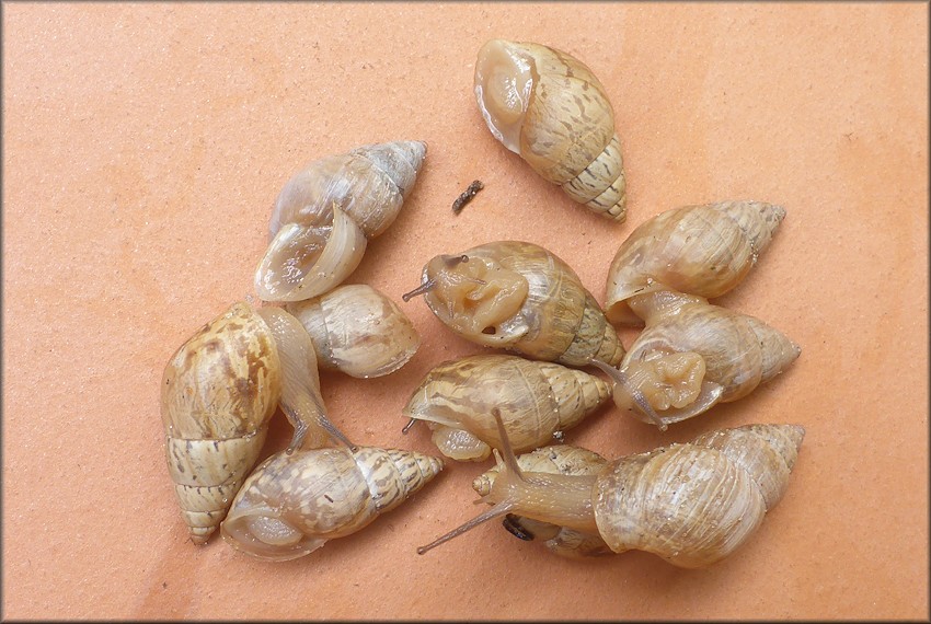 Bulimulus sporadicus On Vacant Building Near 6115 Arlington Expressway