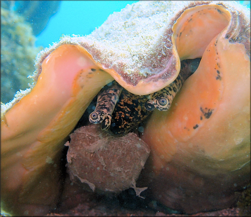 Lobatus gigas (Linnaeus, 1758) Queen Conch