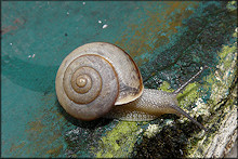 Bradybaena similaris (Frussac, 1821) Asian Tramp Snail