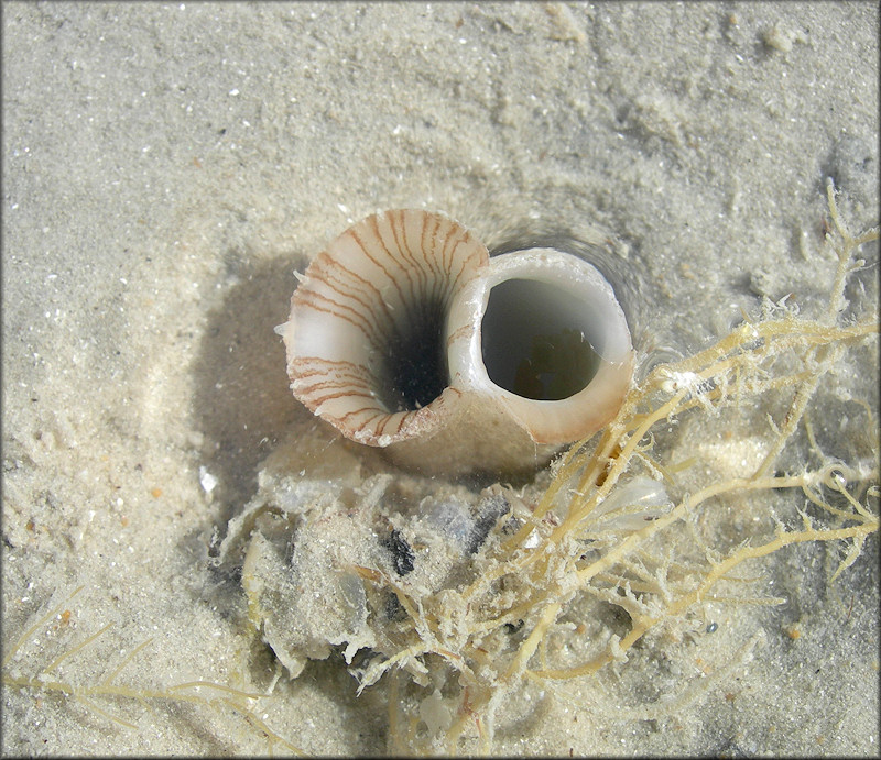 Cyrtopleura costata (Linnaeus, 1758) Angelwing Siphon