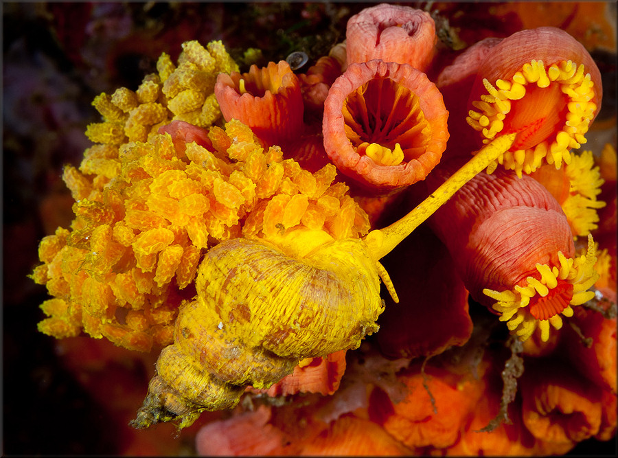 Epidendrium billeeanum (DuShane and Bratcher, 1965) With Eggs On Cup Coral