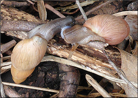 Euglandina rosea (Frussac, 1821) Mating In Situ