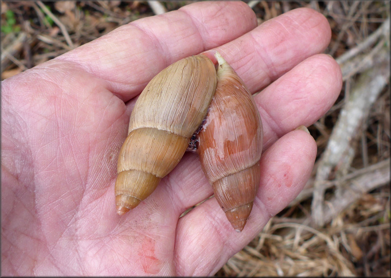 Euglandina rosea (Frussac, 1821) Mating In Situ