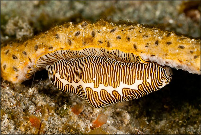 Cyphoma signatum Pilsbry and McGinty, 1939 Fingerprint Cyphoma