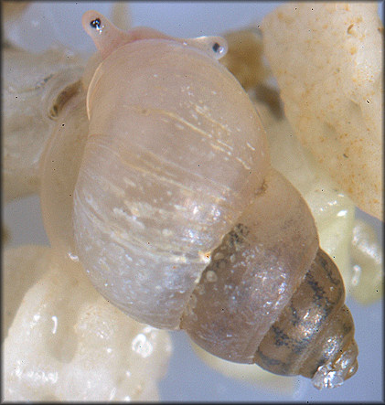 Angustassimea californica (Tryon, 1865) California Assiminea