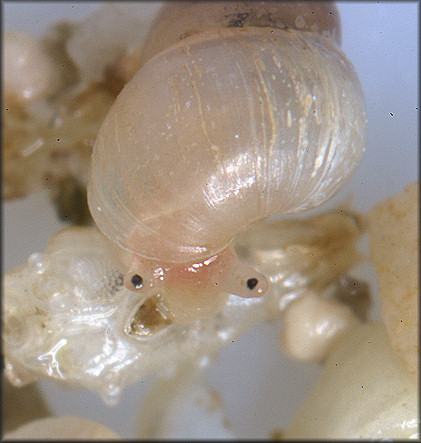 Angustassimea californica (Tryon, 1865) California Assiminea