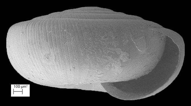 Paravitrea multidentata (A Binney, 1840) Dentate Supercoil