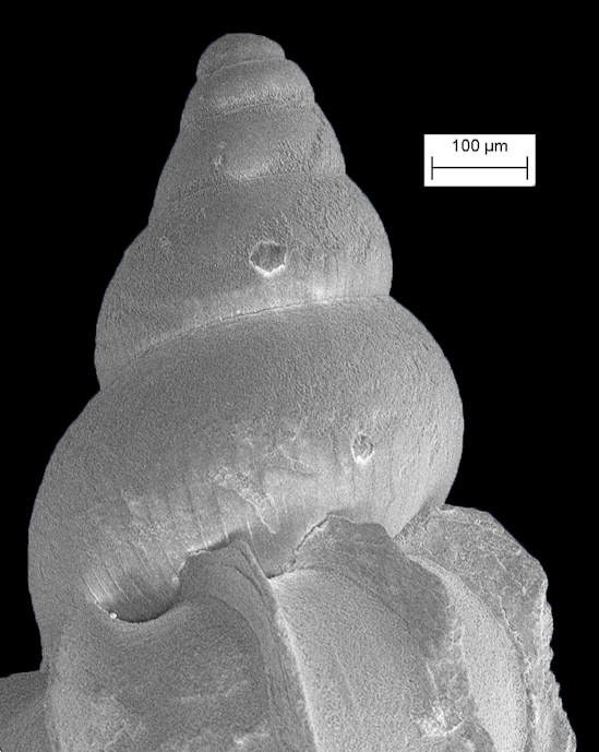 Epitonium foliaceicosta (d'Orbigny, 1842)