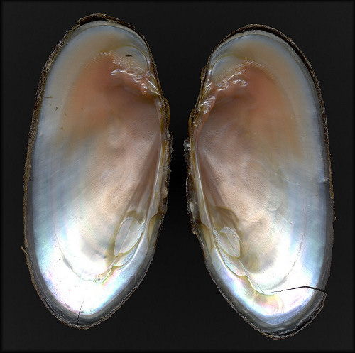 Margaritifera falcata (Gould, 1850) Western Pearlshell