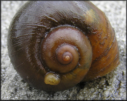 Pomacea canaliculata Family Portrait