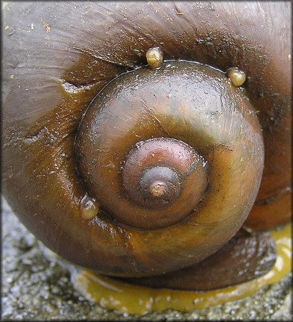 Pomacea canaliculata Family Portrait