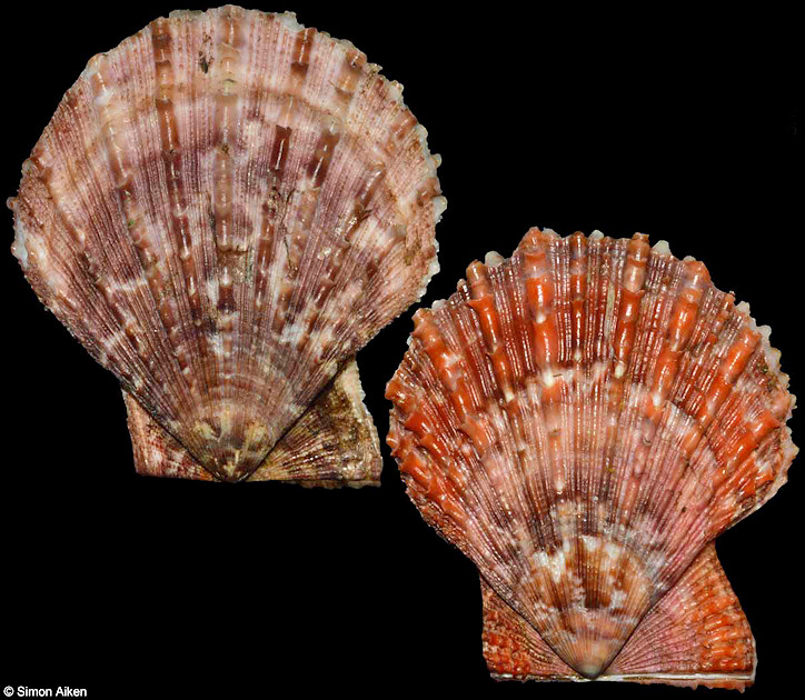 Azumapecten farreri (Jones & Preston, 1904)