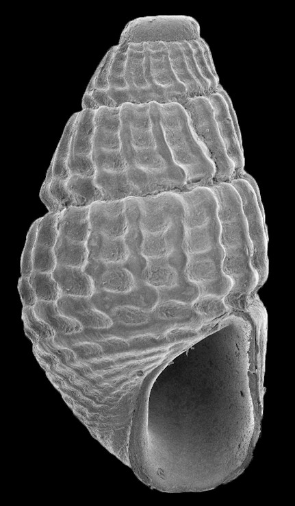 Fargoa dianthophila (H. W. Wells and M. J. Wells, 1961) Serpulid Odostome