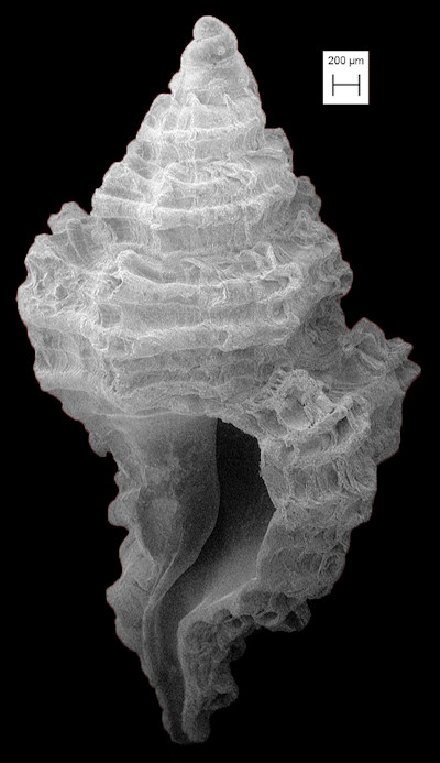 Favartia macgintyi (M. Smith, 1938) Fossil